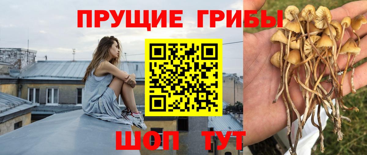 Камень-на-Оби  Галлюциногенные грибы прущие грибы  Вход с VPN  Галлюциногенные грибы Psilocybe 